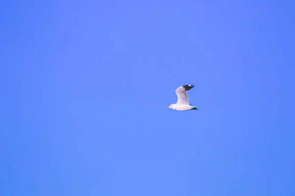 海鸥在空中飞翔 成群结队地生活在一起是沿海的一种湿地鸟类 — 图库照片