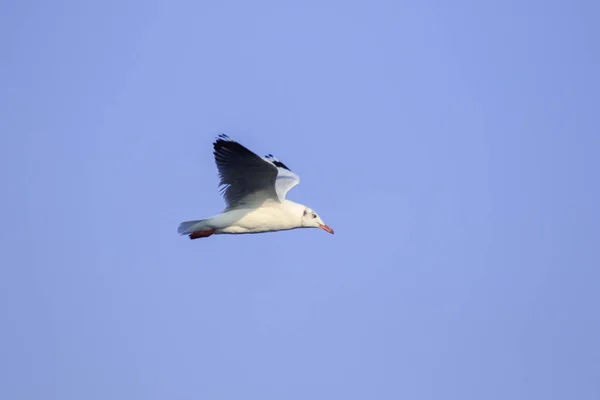 Gaivotas Voando Céu Abriram Suas Asas Lindamente Reunidas Grande Rebanho — Fotografia de Stock