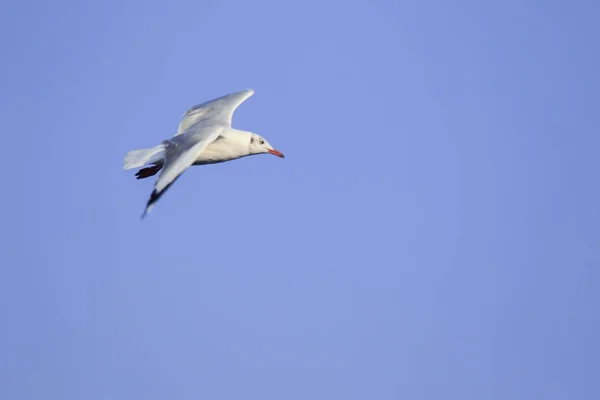 Gaivotas Voando Céu Abriram Suas Asas Lindamente Reunidas Grande Rebanho — Fotografia de Stock