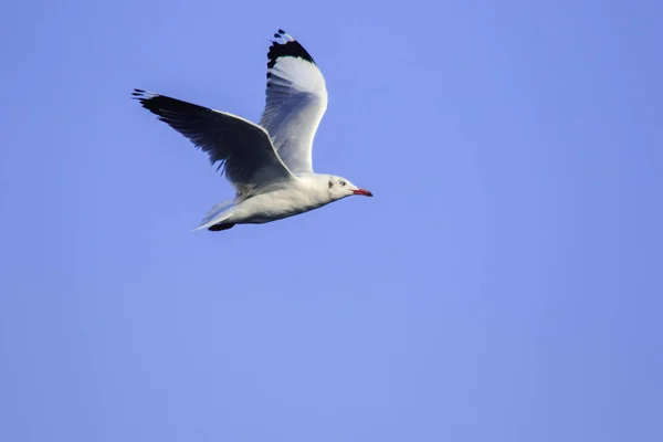 Gaivotas Voando Céu Abriram Suas Asas Lindamente Reunidas Grande Rebanho — Fotografia de Stock