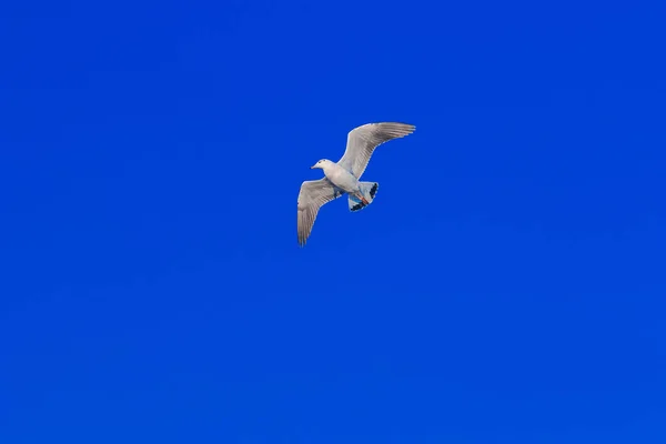 Seagulls Flying Sky Spread Wings Beautifully Gathered Large Flock Wetlands — Stock Photo, Image