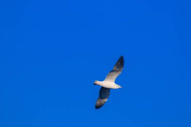 Gökyüzünde uçan martılar, kanatlarını güzelce açarak büyük bir sürü oluşturdular. Bir sulak arazi kuşu kıyı boyunca