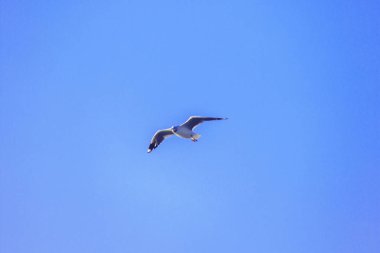 Gökyüzünde uçan martılar, kanatlarını güzelce açarak büyük bir sürü oluşturdular. Bir sulak arazi kuşu kıyı boyunca