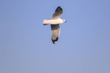 Gökyüzünde uçan martılar, kanatlarını güzelce açarak büyük bir sürü oluşturdular. Bir sulak arazi kuşu kıyı boyunca