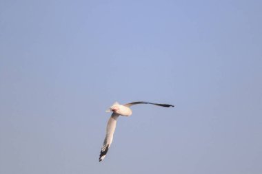 Gökyüzünde uçan martılar, kanatlarını güzelce açarak büyük bir sürü oluşturdular. Bir sulak arazi kuşu kıyı boyunca