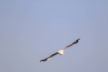 Gökyüzünde uçan martılar, kanatlarını güzelce açarak büyük bir sürü oluşturdular. Bir sulak arazi kuşu kıyı boyunca