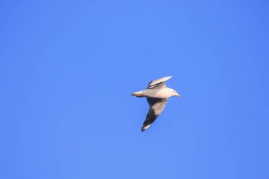 Gökyüzünde uçan martılar, kanatlarını güzelce açarak büyük bir sürü oluşturdular. Bir sulak arazi kuşu kıyı boyunca