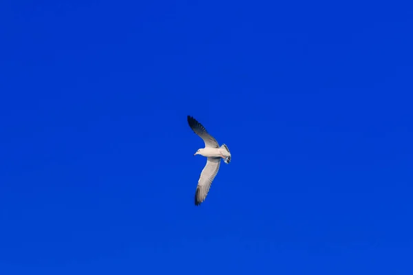 Burung Burung Camar Terbang Langit Membentangkan Sayapnya Dengan Indah Berkumpul — Stok Foto