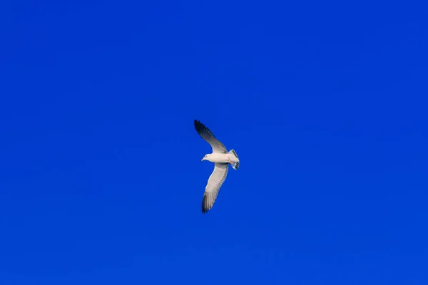 Las Gaviotas Que Vuelan Cielo Extienden Sus Alas Maravillosamente Reunidas —  Fotos de Stock