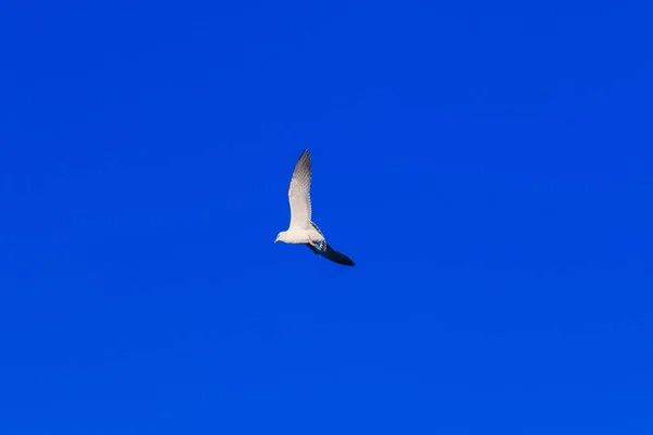 Seagulls Flying Sky Spread Wings Beautifully Gathered Large Flock Wetlands — Stock Photo, Image