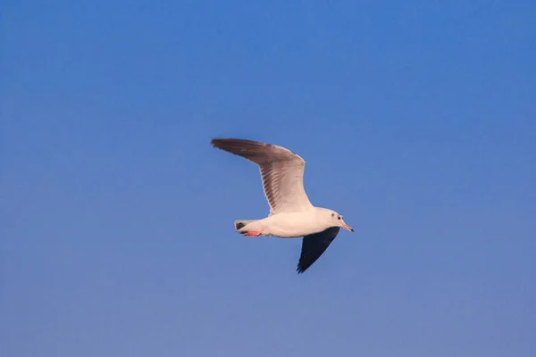 Seagulls Flying Sky Spread Wings Beautifully Gathered Large Flock Wetlands — Stock Photo, Image