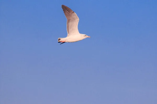 Seagulls Flying Sky Spread Wings Beautifully Gathered Large Flock Wetlands — Stock Photo, Image