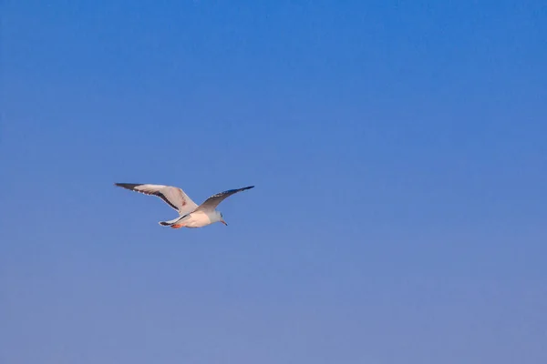 Fiskmåsar Flyger Himlen Sprider Sina Vingar Vackert Samlas Stor Flock — Stockfoto