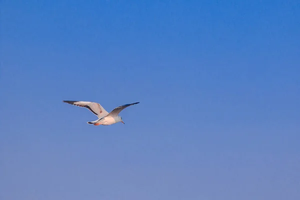 Gaivotas Voando Céu Abriram Suas Asas Lindamente Reunidas Grande Rebanho — Fotografia de Stock