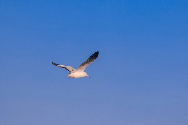Fiskmåsar Flyger Himlen Sprider Sina Vingar Vackert Samlas Stor Flock — Stockfoto