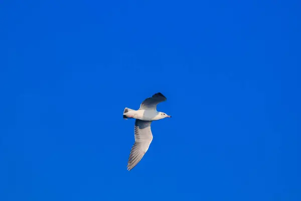 Seagulls Flying Sky Spread Wings Beautifully Gathered Large Flock Wetlands — Stock Photo, Image
