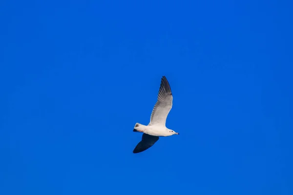 Gaivotas Voando Céu Abriram Suas Asas Lindamente Reunidas Grande Rebanho — Fotografia de Stock