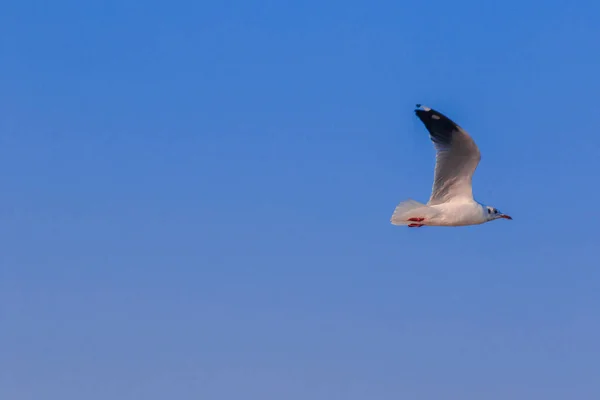 Fiskmåsar Flyger Himlen Sprider Sina Vingar Vackert Samlas Stor Flock — Stockfoto