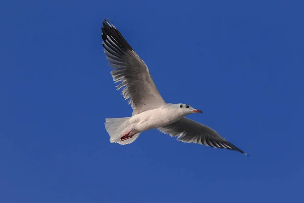 Gaivotas Voando Céu Abriram Suas Asas Lindamente Reunidas Grande Rebanho — Fotografia de Stock