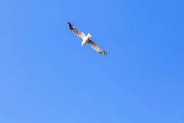 Fiskmåsar Flyger Himlen Sprider Sina Vingar Vackert Samlas Stor Flock — Stockfoto