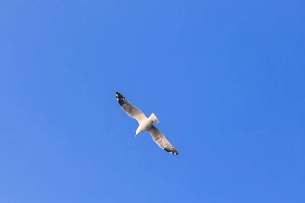 Gaivotas Voando Céu Abriram Suas Asas Lindamente Reunidas Grande Rebanho — Fotografia de Stock