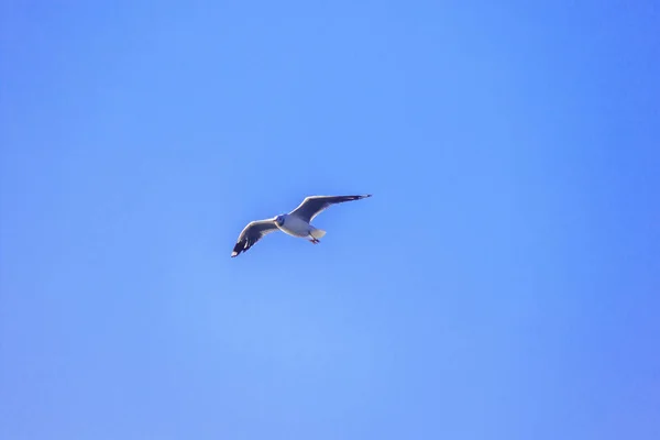 Seagulls Flying Sky Spread Wings Beautifully Gathered Large Flock Wetlands — Stock Photo, Image