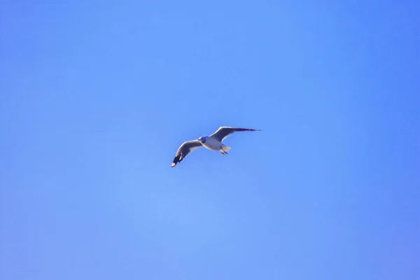 海鸥在空中飞翔 展开美丽的翅膀 成群结队地聚集在一起 是沿海的湿地鸟吗 — 图库照片