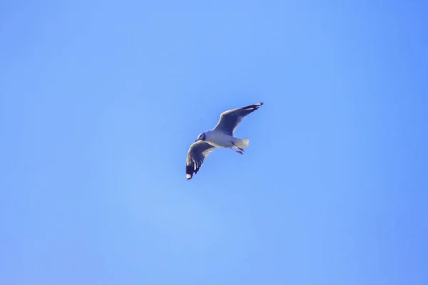 Gaivotas Voando Céu Abriram Suas Asas Lindamente Reunidas Grande Rebanho — Fotografia de Stock