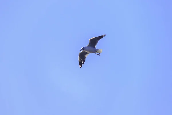 Γλάροι Που Πετούν Στον Ουρανό Ανοίγουν Φτερά Τους Όμορφα Μαζεμένοι — Φωτογραφία Αρχείου