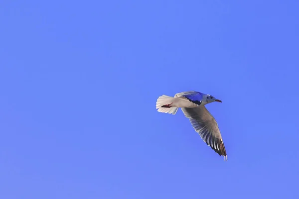 Γλάροι Που Πετούν Στον Ουρανό Ανοίγουν Φτερά Τους Όμορφα Μαζεμένοι — Φωτογραφία Αρχείου