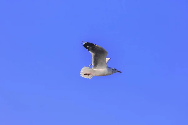 Seagulls Flying Sky Spread Wings Beautifully Gathered Large Flock Wetlands — Stock Photo, Image