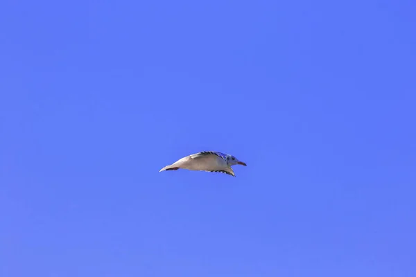 Las Gaviotas Que Vuelan Cielo Extienden Sus Alas Maravillosamente Reunidas —  Fotos de Stock