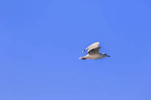 カモメは空を飛んで 彼らの翼を美しく広げ 大きな群れに集まった 海岸沿いの湿地鳥です — ストック写真