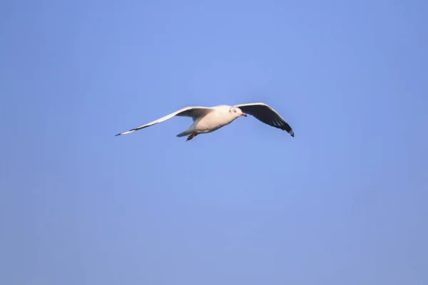 Les Mouettes Volent Dans Ciel Déploient Magnifiquement Leurs Ailes Rassemblées — Photo