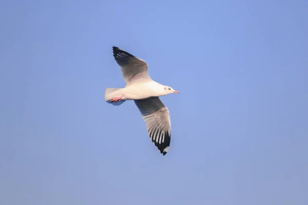 Gaivotas Voando Céu Abriram Suas Asas Lindamente Reunidas Grande Rebanho — Fotografia de Stock