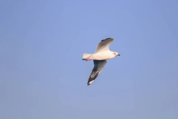 Seagulls Flying Sky Spread Wings Beautifully Gathered Large Flock Wetlands — Stock Photo, Image