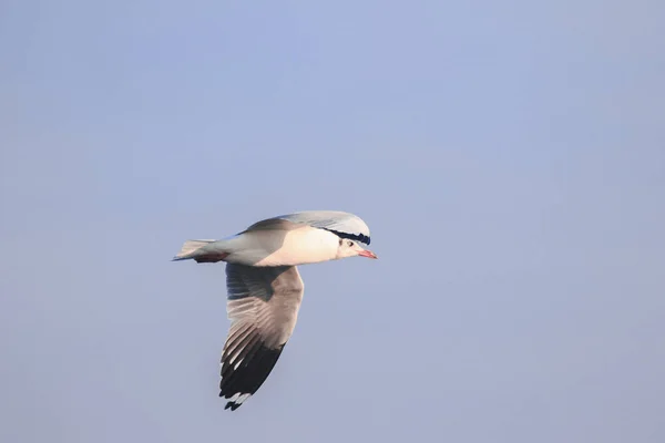 Fiskmåsar Flyger Himlen Sprider Sina Vingar Vackert Samlas Stor Flock — Stockfoto