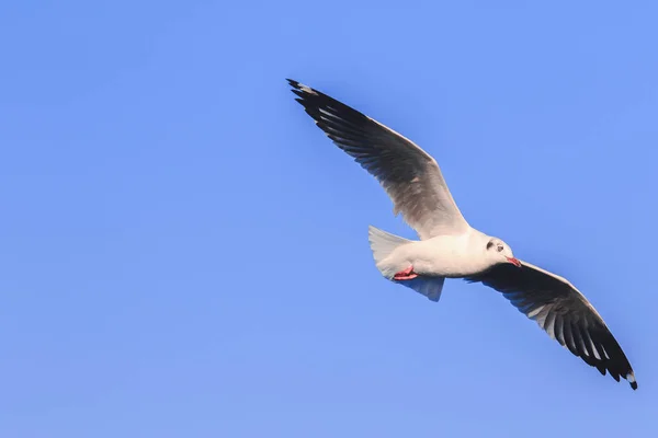 Gaivotas Voando Céu Abriram Suas Asas Lindamente Reunidas Grande Rebanho — Fotografia de Stock