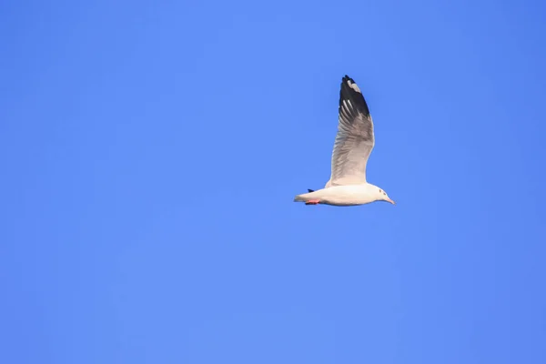 Gökyüzünde Uçan Martılar Kanatlarını Güzelce Açarak Büyük Bir Sürü Oluşturdular — Stok fotoğraf
