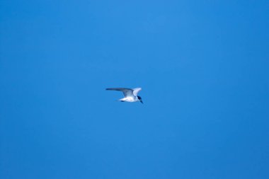 Küçük deniz feneri uçuyor, Küçük deniz kuşu da küçük bir deniz kuşu. Bilimsel adı Sternula albifrons, deniz kuşlarının bir türüdür..