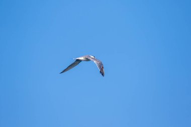Küçük deniz feneri uçuyor, Küçük deniz kuşu da küçük bir deniz kuşu. Bilimsel adı Sternula albifrons, deniz kuşlarının bir türüdür..