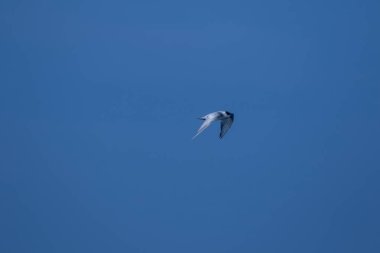 Küçük deniz feneri uçuyor, Küçük deniz kuşu da küçük bir deniz kuşu. Bilimsel adı Sternula albifrons, deniz kuşlarının bir türüdür..