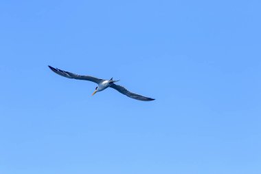 Küçük deniz feneri uçuyor, Küçük deniz kuşu da küçük bir deniz kuşu. Bilimsel adı Sternula albifrons, deniz kuşlarının bir türüdür..
