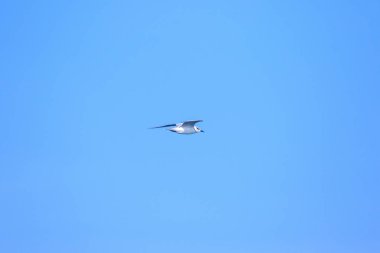 Küçük deniz feneri uçuyor, Küçük deniz kuşu da küçük bir deniz kuşu. Bilimsel adı Sternula albifrons, deniz kuşlarının bir türüdür..
