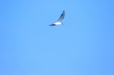 Küçük deniz feneri uçuyor, Küçük deniz kuşu da küçük bir deniz kuşu. Bilimsel adı Sternula albifrons, deniz kuşlarının bir türüdür..
