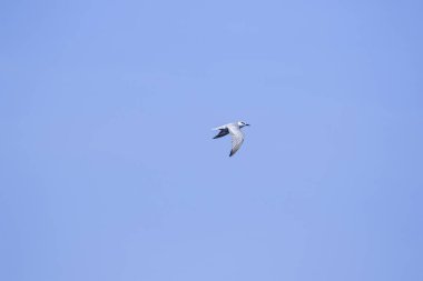 Küçük deniz feneri uçuyor, Küçük deniz kuşu da küçük bir deniz kuşu. Bilimsel adı Sternula albifrons, deniz kuşlarının bir türüdür..