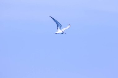 Küçük deniz feneri uçuyor, Küçük deniz kuşu da küçük bir deniz kuşu. Bilimsel adı Sternula albifrons, deniz kuşlarının bir türüdür..