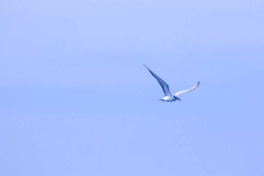 Küçük deniz feneri uçuyor, Küçük deniz kuşu da küçük bir deniz kuşu. Bilimsel adı Sternula albifrons, deniz kuşlarının bir türüdür..