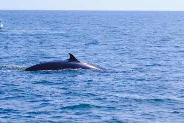 Bryde 'ün balinası, Eden' ın Tayland denizindeki balinası, kavisli sırt yüzgeci olan bir memeli balinadır. Kuyruğun ucunda.