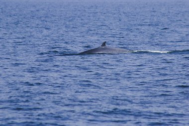 Bryde 'ün balinası, Eden' ın Tayland denizindeki balinası, kavisli sırt yüzgeci olan bir memeli balinadır. Kuyruğun ucunda.